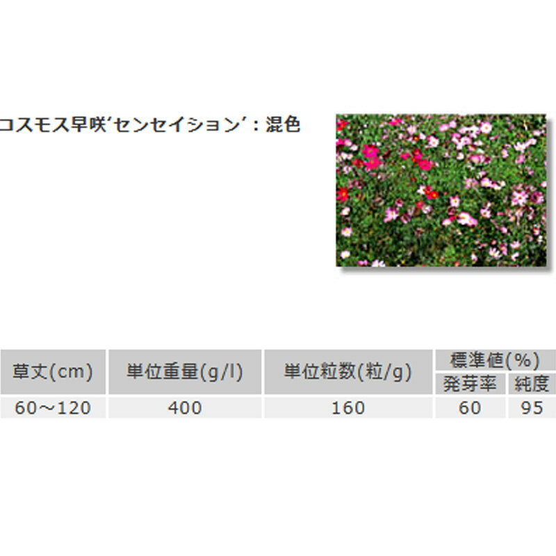 緑化用 フラワー 種子 コスモス 早咲 センセイション 混色 種 1kg 種のみの販売 侵食防止 緑化 法面 種子 紅大 共b 代引不可 個人宅配送不可 プラスワイズ建築店 緑化用 フラワー 種子 コスモス 早咲 センセイション 混色 種 1kg 種のみの販売 侵食防止 緑化 法面 種子 紅大 共b 代引不可 個人宅配送不可 プラスワイズ建築店