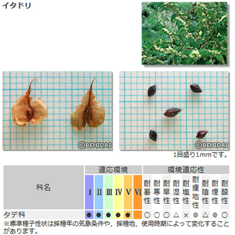 緑化用 草本 イタドリ 日本産 種 100g 種のみの販売 侵食防止 緑化 法面 種子 紅大...