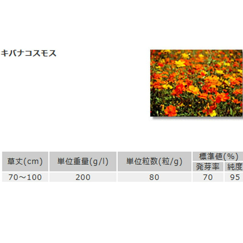 緑化用 フラワー 種子 キバナコスモス 種 1kg 種のみの販売 侵食防止 緑化 法面 種子 紅大 共b 代引不可 個人宅配送不可 プラスワイズ建築店 緑化用 フラワー 種子 キバナコスモス 種 1kg 種のみの販売 侵食防止 緑化 法面 種子 紅大 共b 代引不可 個人宅配送不可 プラスワイズ建築店