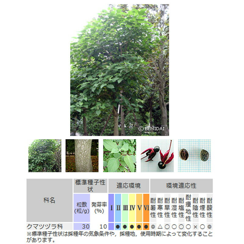 緑化用 草本 クサギ 日本産 種 100g 種のみの販売 侵食防止 緑化 法面 種子 紅大 ...