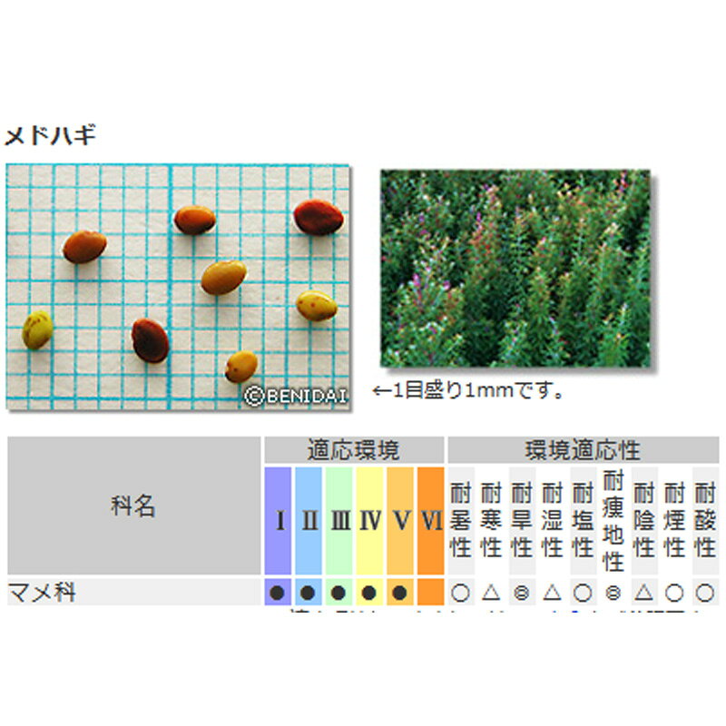 緑化用 草本 メドハギ 皮取 種 1kg 種のみの販売 侵食防止 緑化 法面 種子 紅大 共...