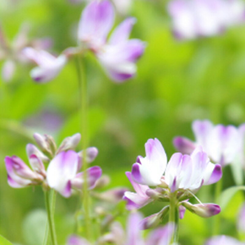 レンゲソウ 蓮華草 の育て方 栽培のコツや季節 開花の時期もご紹介 暮らし の