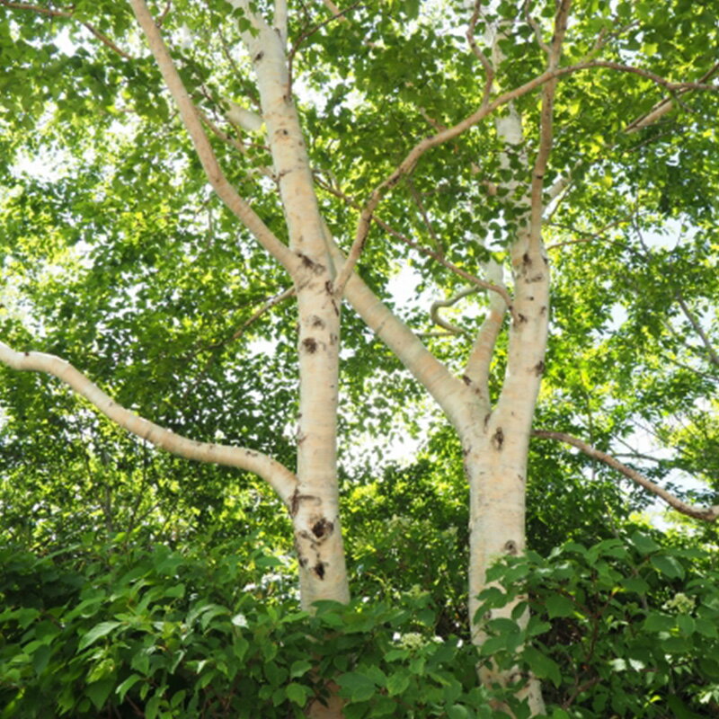 緑化用 草本 シラカンバ 日本産 種 100g 種のみの販売 侵食防止 緑化 法面 種子 紅大 共B 代引不可 個人宅配送不可