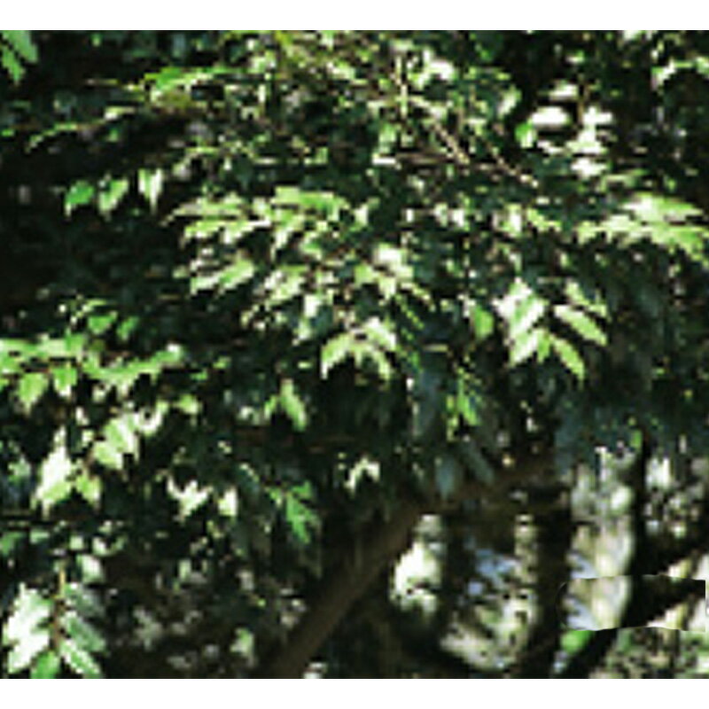 緑化用 草本 スダジイ 日本産 種 1kg 種のみの販売 侵食防止 緑化 法面 種子 紅大 共B 代引不可 個人宅..