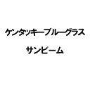 種 2kg ケンタッキーブルーグラス サンビーム 雪印種苗 米S 代引不可 (登録品種名:サンビーム)