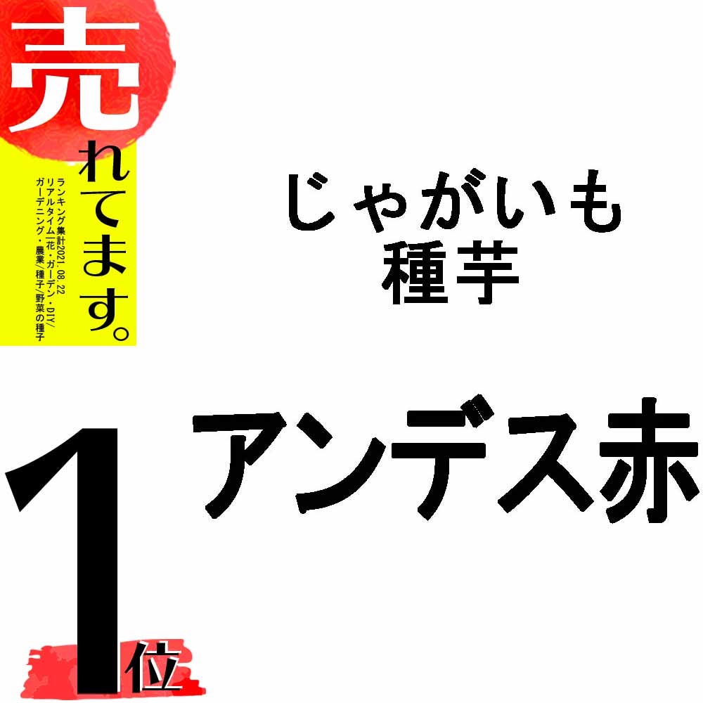 予約 10kg 種芋 アンデス 赤 混玉 じゃがいも ジャガイモ 栽培用 海外持出禁止 米S 代引不可 日にち指定不可