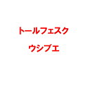 種 2kg PVP トールフェスク ウシブエ 雪印種苗 米S 代引不可 (海外持出禁止 登録品種名:ウシブエ 農林水産省品種登録:第15417号)