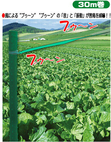 ��3/31�ޤǥ���ȥ꡼�Ǻ���100%P�Хå��ۥ���ѥ� �Ĥ�ơ��� 30m�� ��Ļ���������� ������ư����Ļ��ҳ� �����Υ仺��D