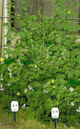 ��100%�ݥ���ȥХå� ����ȥ꡼������2/25�ޤǡۥ���ѥ� �ФΥ����ƥ�ץ졼�� �� ��ڡ��֡��庬�ο�������������Ĺ��Ͽ�� �����Υ仺��D