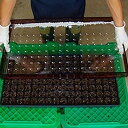 ハンドシーダー セルトップ用 200穴 シングル 播種 ポット播種器 農業 育苗 広田産業 個人宅配送不可 サT 代引不可