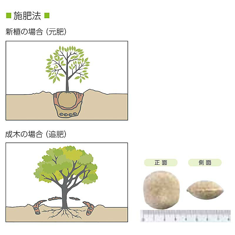 【6/1〜最大100%Pバック抽選で要エントリー】ウッドエース 4号 12-6-6-2 15kg 植林...
