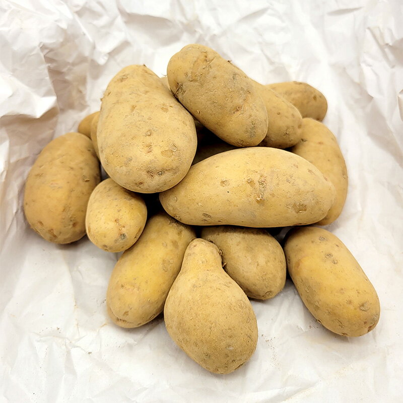 1kg 種芋 グウェン 混玉 ジャガイモ PVP じゃがいも栽培用 吉S DZ (海外持出禁止 登録品種名:グウェン ..