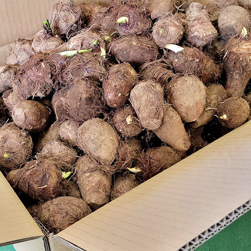 孝徳様専用 里芋(種芋) 産地:日本 野菜