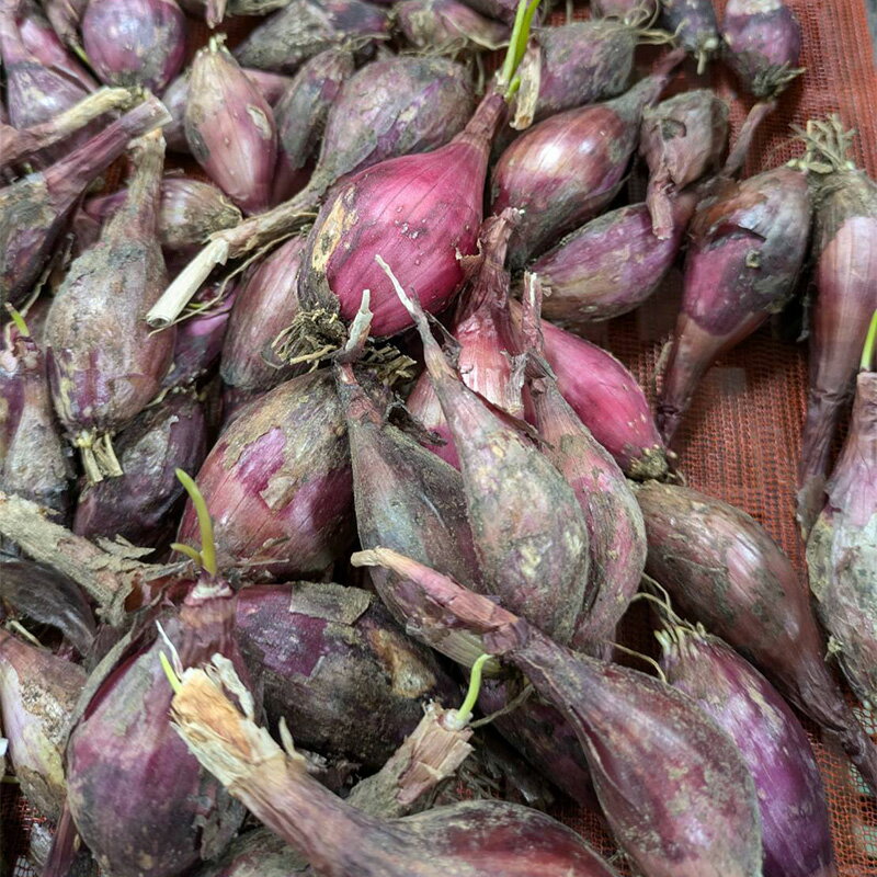 ＼大特価／ 1kg 種ラッキョウ 越のレッド 赤らっきょう 栽培用 家庭菜園 プロ農家 吉S 代引不可 産直 (..