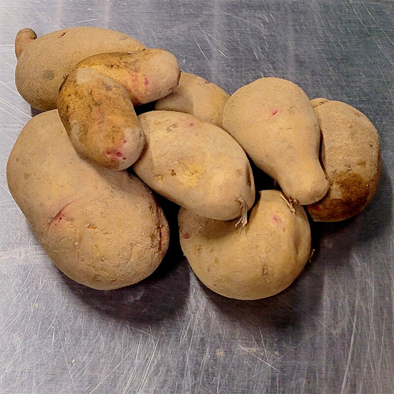 【100%ポイントバック エントリー＆抽選2/25まで】1kg 種芋 はるか 混玉 じゃがいも PVP ジャガイモ 栽培用 吉S DZ (海外持出禁止 登録品種名:はるか 農林水産省品種登録:第17576号)