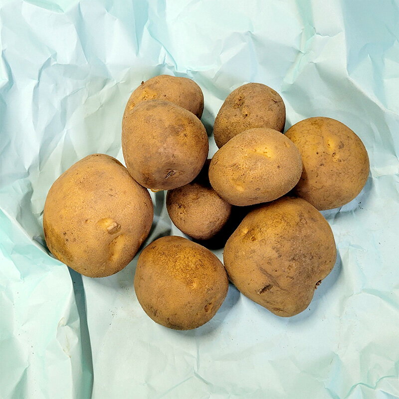 3kg 種芋 キタカムイ 混玉 ジャガイモ じゃがいも栽培用 吉S DZ (海外持出禁止 登録品種名:キタカムイ 農林水産省品種登録:第19543号)