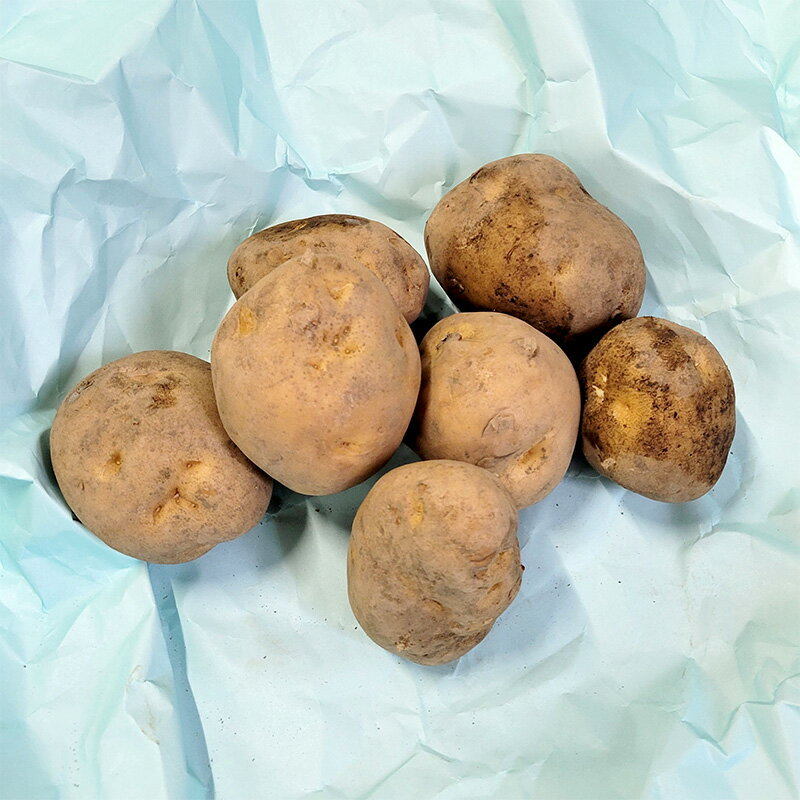 【3/31までエントリーで最大100%Pバック】10kg 種芋 男爵 L玉 ジャガイモ じゃがいも栽培用 吉S DZ (登録品種名:男爵)