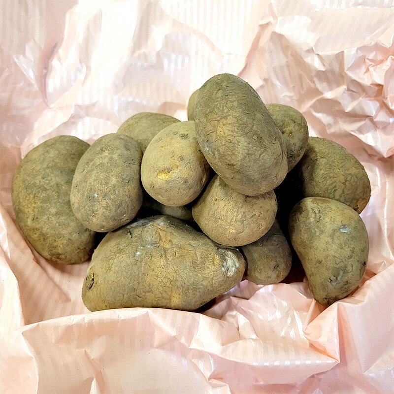 1kg 種芋 北海こがね 混玉 ジャガイモ じゃがいも栽培用 吉S DZ (登録品種名:ホッカイコガネ)