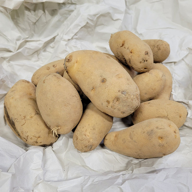 楽天市場】ジャガイモ 種芋 10kの通販