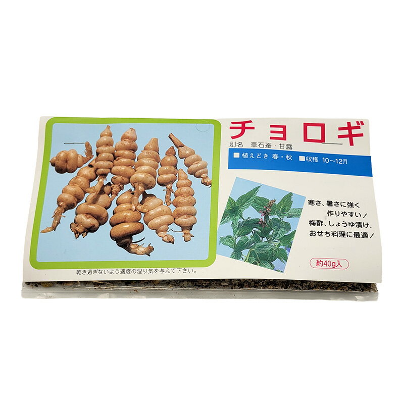 1袋 40g 栽培用 チョロギ 草石蚕 甘露 ちょろぎ 長老喜 山野草 野草 山菜 球根 種用 吉S DZ