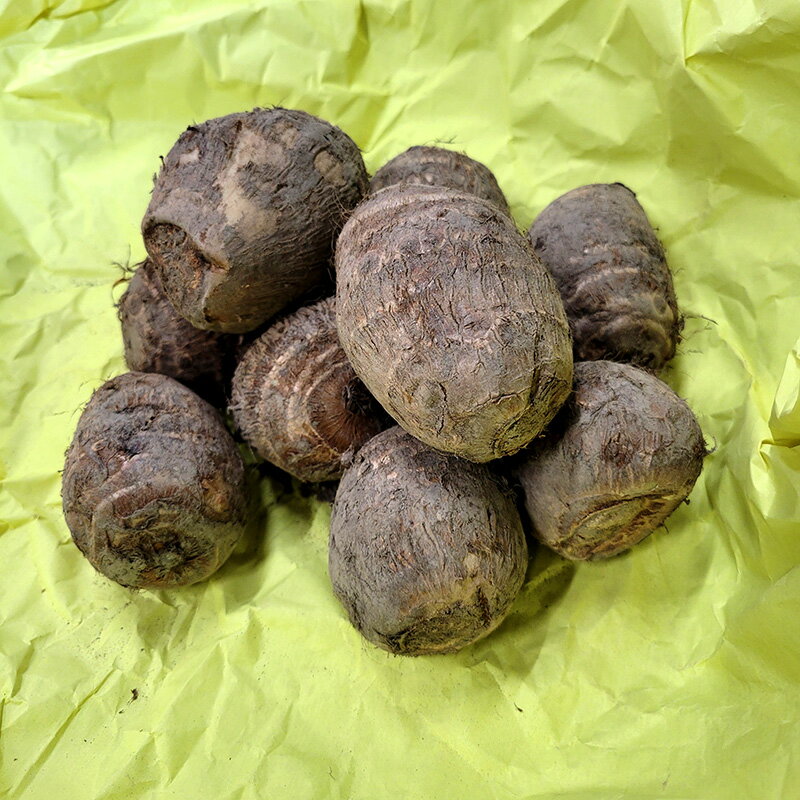 早生ゆたか里芋 種芋 5kg 楽天市場】里芋 石川 早生 種芋の通販