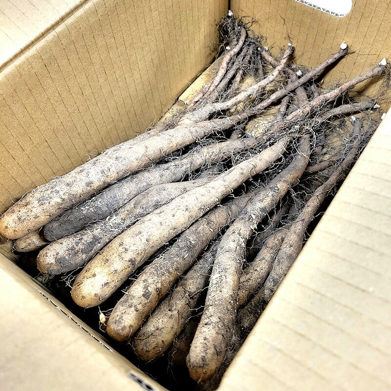 楽天市場】土垂 種芋の通販