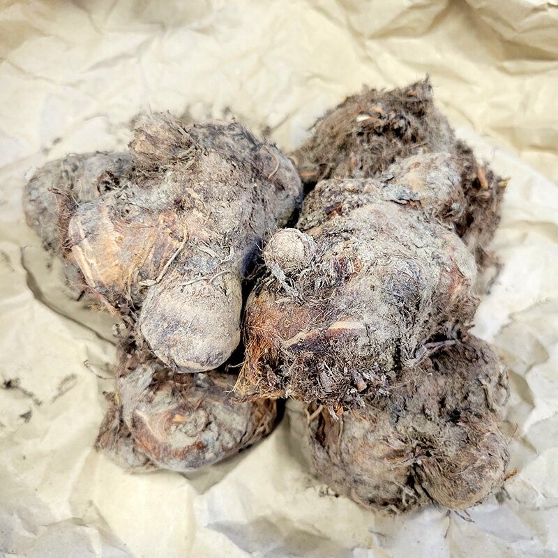 楽天市場】種芋 八つ頭の通販