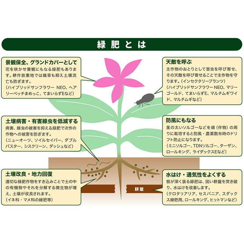 【6/1〜最大100%Pバック抽選で要エントリー】種 20kg スワン エンバク カネコ種苗 ...