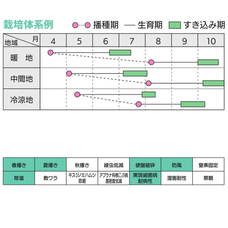 【6/1〜最大100%Pバック抽選で要エントリー】種 1kg 元気ソルゴー ソルガム カネコ...