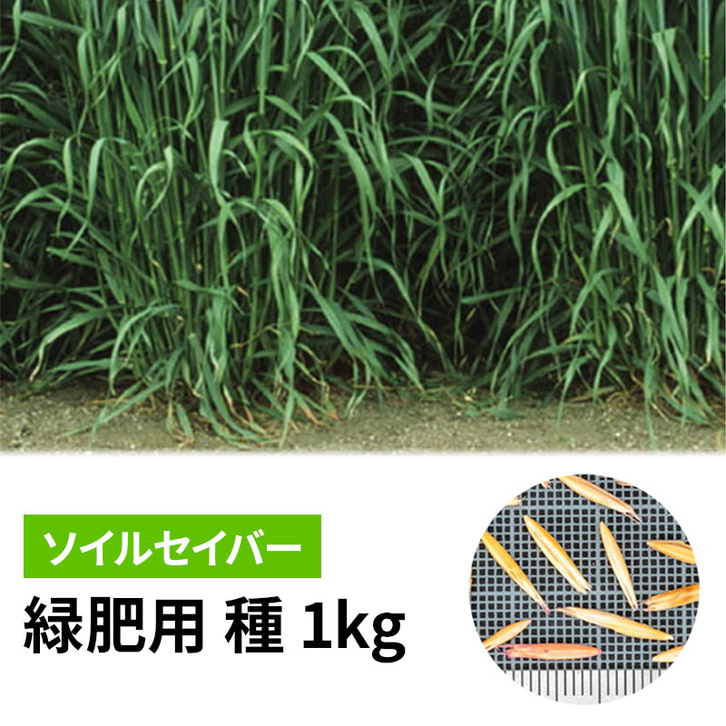 ・キタネグサレセンチュウの密度低減効果があります。 ・バーティシリウム萎凋病を助長するキタネグサレセンチュウの密度を低減するため、発病を抑制します。 ・アブラナ科根コブ病菌密度低減効果があります。 ・根張りが強く、地力増進効果に優れます。 ・特に春播き栽培において、多品種に比べ生育旺盛で生育量が多いです。 播種量 　6〜10kg/10a類似商品はこちら種 20kg ソイルセイバー アウェナ ストリ27,027円種 1kg ニューオーツ アウェナ ストリゴサ1,522円種 10kg ニューオーツ アウェナ ストリゴ13,156円種 1kg ヒットマン エンバク カネコ種苗 1,436円種 22.5kg ヒットマン エンバク カネコ25,955円種 1kg スダックス緑肥用 ソルガム カネコ2,008円種 10kg スダックス緑肥用 ソルガム カネ18,018円種 1kg ダッシュライムギ カネコ種苗 ライ1,765円種 10kg ダッシュライムギ カネコ種苗 ラ15,587円新着商品はこちら2026/8/22500g 種ラッキョウ 栽培用 米S 代引不可1,516円2026/8/22排風ダクト 短管 TK-6・7 500φ×1m6,614円2026/8/22排風ダクト 短管 TK-4・5 440φ×1m6,284円再販商品はこちら2026/8/24ペレット種子 150粒 キャベツ 春波 品番3818円2026/8/24ペレット種子 150粒 キャベツ 初秋 品番3818円2026/8/24ペレット種子 150粒 ハクサイ 無双 品番3580円2026/08/24 更新緑肥用　種子