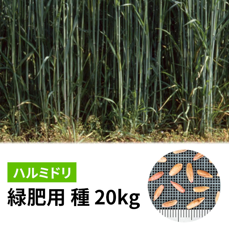 導入事例 ・夏秋キュウリ、夏秋トマト、サヤインゲンの後作緑肥で、不足しがちな有機物の補給で土壌改善 ・カボチャ、トンネルスイカ、露地メロンへの防風間作利用。 ・ラッカセイ、サトイモ、ショウガ、サツマイモなど収穫後の冬期土壌保全対策用。 特性・利用方法 ・耐寒性、耐雪性に優れた極早生品種です。 ・細根は地中深さ70〜80cmに達し、硬盤を破砕します。 ・冬期の空畑の飛砂防止、間作での防風、防寒対策に有効です。 ・茎葉、根群ともに乾物生産量が多く、休閑期を利用した有機物補給により堆肥不足を解消します。 播種期 　暖地・中間地：3〜4月・9〜11月 　冷涼地：6〜7月中旬・9〜10月 ※すき込み目安は、草高0.5m〜1m位です。 播種量 　6〜10kg/10a （間作栽培は5kg/10a）類似商品はこちら種 1kg ハルミドリ ライムギ カネコ種苗 1,665円種 10kg ダッシュライムギ カネコ種苗 ラ15,587円種 1kg ダッシュライムギ カネコ種苗 ライ1,765円種 25kg 元気ソルゴー ソルガム カネコ種47,548円種 1kg 元気ソルゴー ソルガム カネコ種苗2,194円種 1kg ヒットマン エンバク カネコ種苗 1,436円種 22.5kg ヒットマン エンバク カネコ25,955円種 20kg ソイルセイバー アウェナ ストリ27,027円種 10kg ニューオーツ アウェナ ストリゴ13,156円新着商品はこちら2026/8/22500g 種ラッキョウ 栽培用 米S 代引不可1,516円2026/8/22排風ダクト 短管 TK-6・7 500φ×1m6,614円2026/8/22排風ダクト 短管 TK-4・5 440φ×1m6,284円再販商品はこちら2026/8/24ペレット種子 150粒 キャベツ 春波 品番3818円2026/8/24ペレット種子 150粒 キャベツ 初秋 品番3818円2026/8/24ペレット種子 150粒 ハクサイ 無双 品番3580円2026/08/24 更新緑肥用　種子