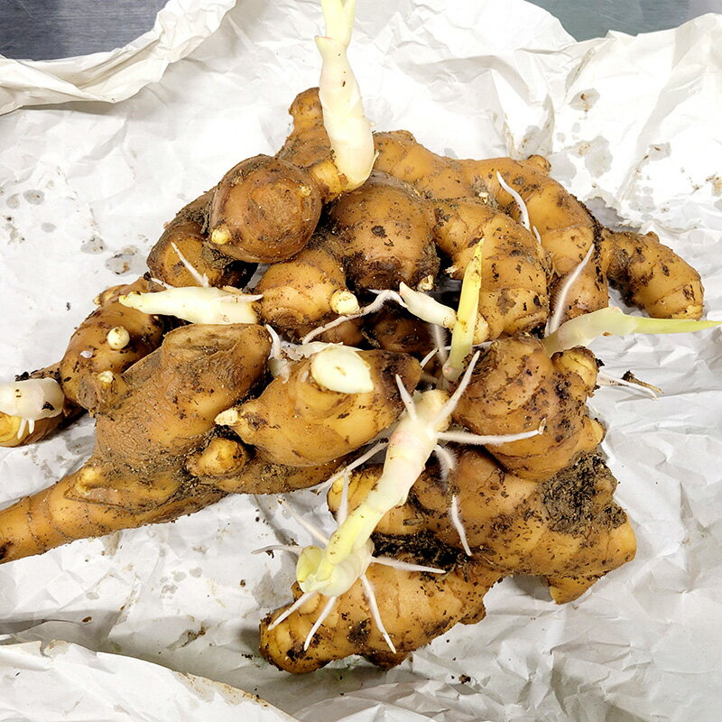 5kg 大生姜 熊本県産 しょうが ショウガ 栽培用 種生姜 吉S DZ