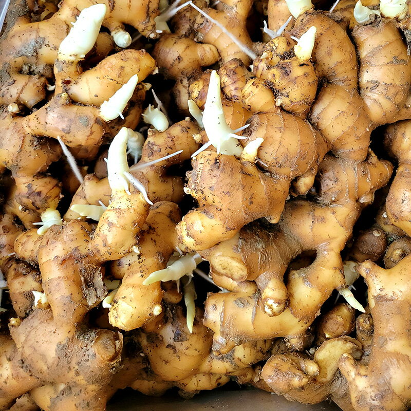 5kg 大生姜 熊本県産 しょうが ショウガ 栽培用 種生姜 吉S DZ