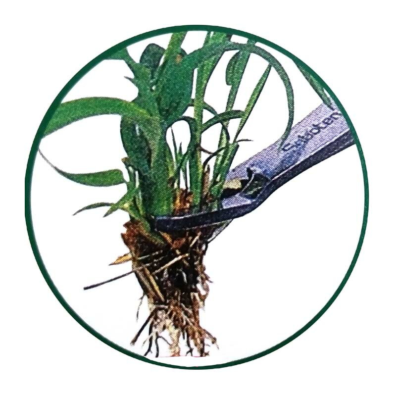 ��100%�ݥ���ȥХå� ����ȥ꡼������2/25�ޤǡۺ���������ȴ�� 5-A ���������ʥ����פλ���ȴ���� ������ ���ܥƥ� ��SD