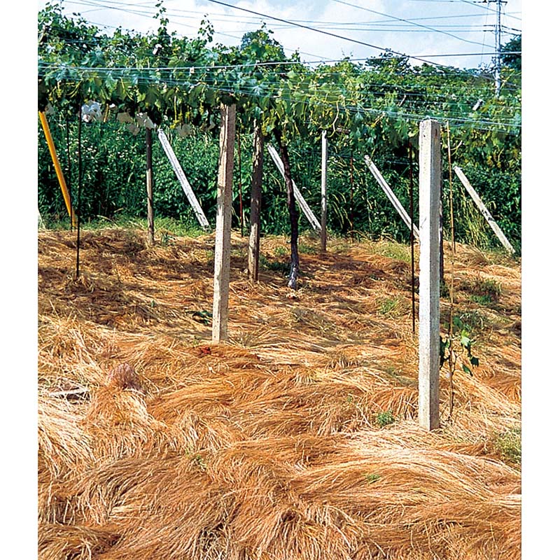 種 2kg 雪印系 オオナギナタガヤ ゾロ 雑草抑制 果樹草生栽培用 雪印種苗 米S 代引不可 (登録品種名:ゾロ)