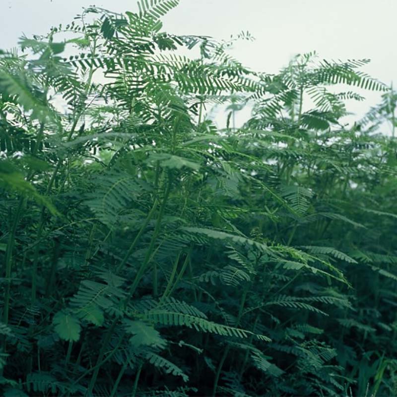 ��3/31�ޤǥ���ȥ꡼�Ǻ���100%P�Хå��ۼ� 1kg �����Х˥� �Ľ� Ȫ�� �ھ����� ���� ������� ��S ����Բ� (��Ͽ�ʼ�̾:�Ľ�)