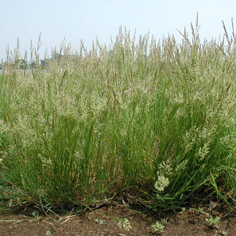 【種 3kg】 ベントグラス ハイランド 緑化用 緑肥 [播種期：3〜10月] 雪印種苗 米S【代引不可】