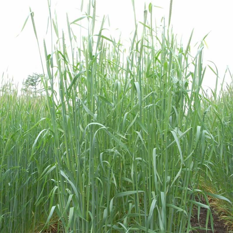 種 14kg ライムギ ライ麦 R-007 ウイーラー 中晩生 畑作 緑肥 雪印種苗 米S 代引不可 (登録品種名:ウィーラー)