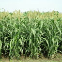 種 6kg ソルガム ハイグレンソルゴー 中早生 酪農 畜産 緑肥 雪印種苗 米S 代引不可 (登録品種名:ハイグレンソルゴー)