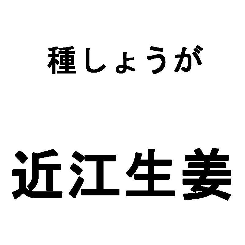 3kg 大生姜 近江しょうが タネしょうが 千葉産 近江生姜 ショウガ 栽培用 種生姜 米S 日にち指定不可 代引不可のサムネイル