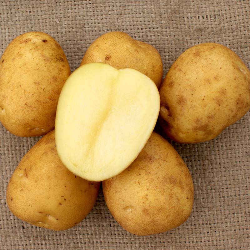 10kg ��� �Ȥ��� M�� ���㥬���� ���㤬��������� ��S DZ (��Ͽ�ʼ�̾:�Ȥ���)