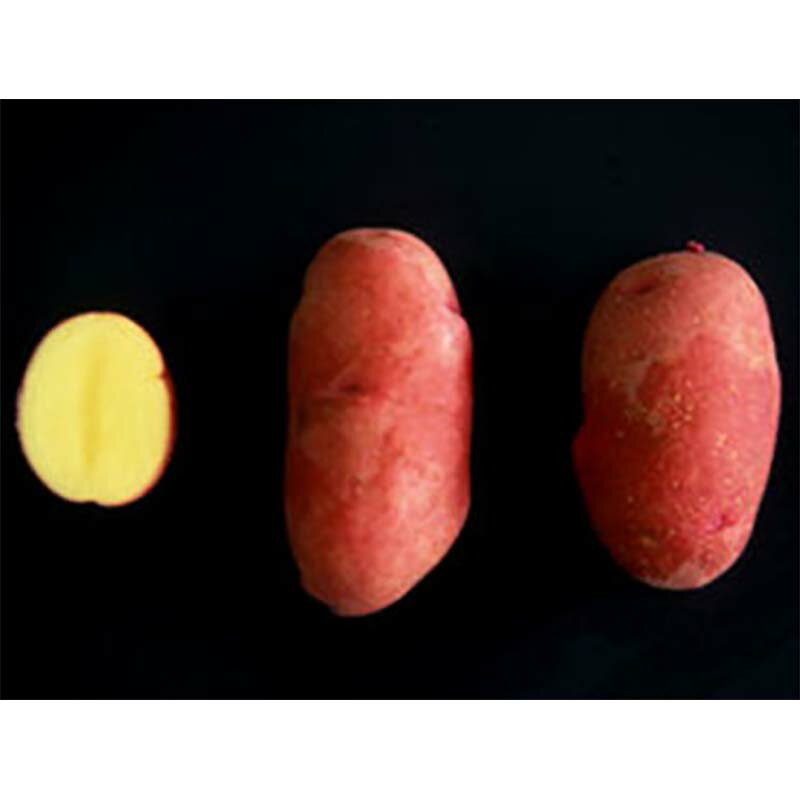 3kg ��� ��åɥࡼ�� ���� ���㥬���� PVP ���㤬��������� ��S DZ (��Ͽ�ʼ�̾:��å� �ࡼ��)