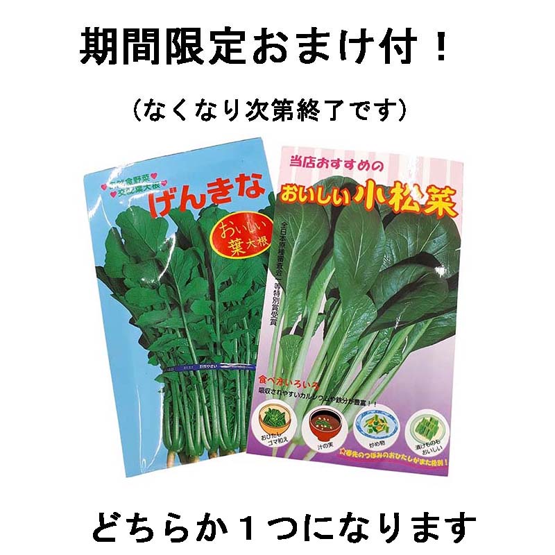 予約 10kg 種芋 アンデス 赤 混玉 じゃがいも ジャガイモ 栽培用 海外持出禁止 米S 代引不可 日にち指定不可