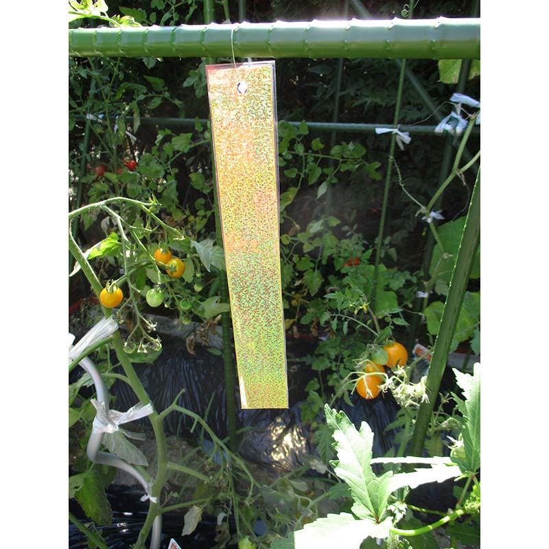 ��3/31�ޤǥ���ȥ꡼�Ǻ���100%P�Хå��ۤ錄������Ļ 5���å��� �ۥ�������û�� ����ѥ� �����Υ仺�� D