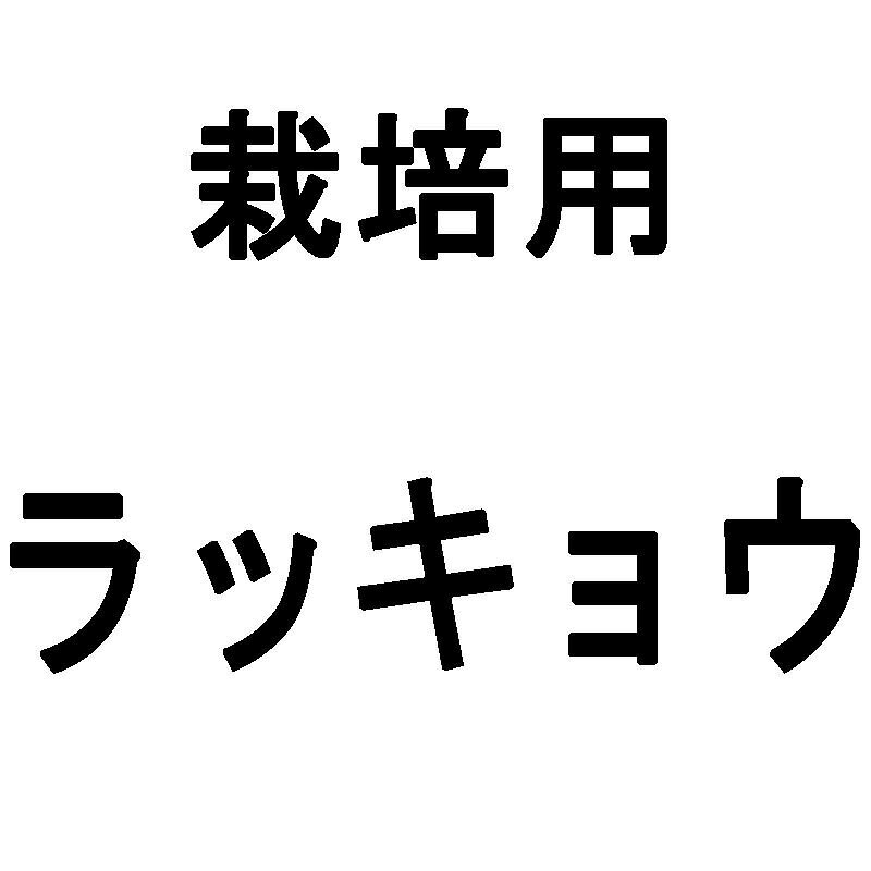 【8/1〜最大100%Pバック抽選で要エントリー】500g 種ラッキョウ 栽培用 米S 代引不可