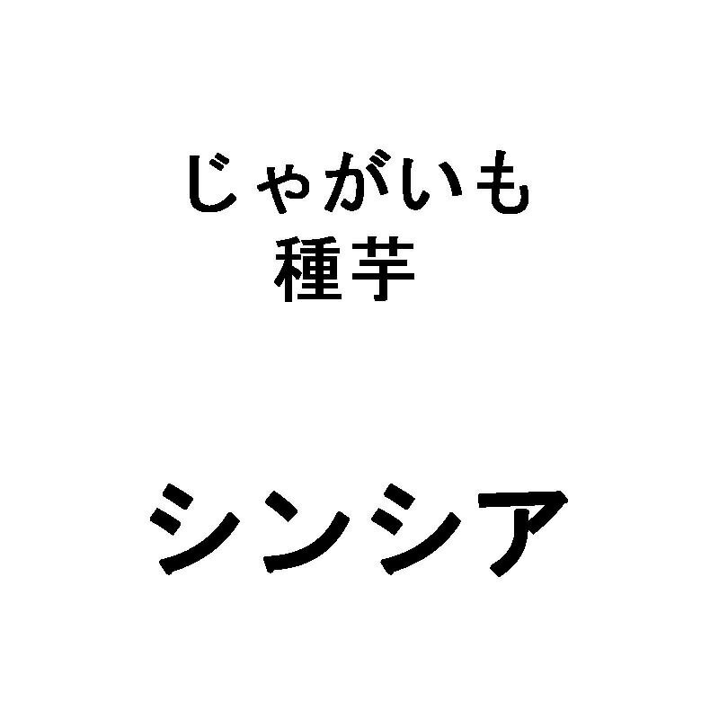 10kg 種芋 シンシア 混玉 じゃがいも ジャガイモ 栽培用 米S 代引不可 日にち指定不可 (登録品種名:シンシア)