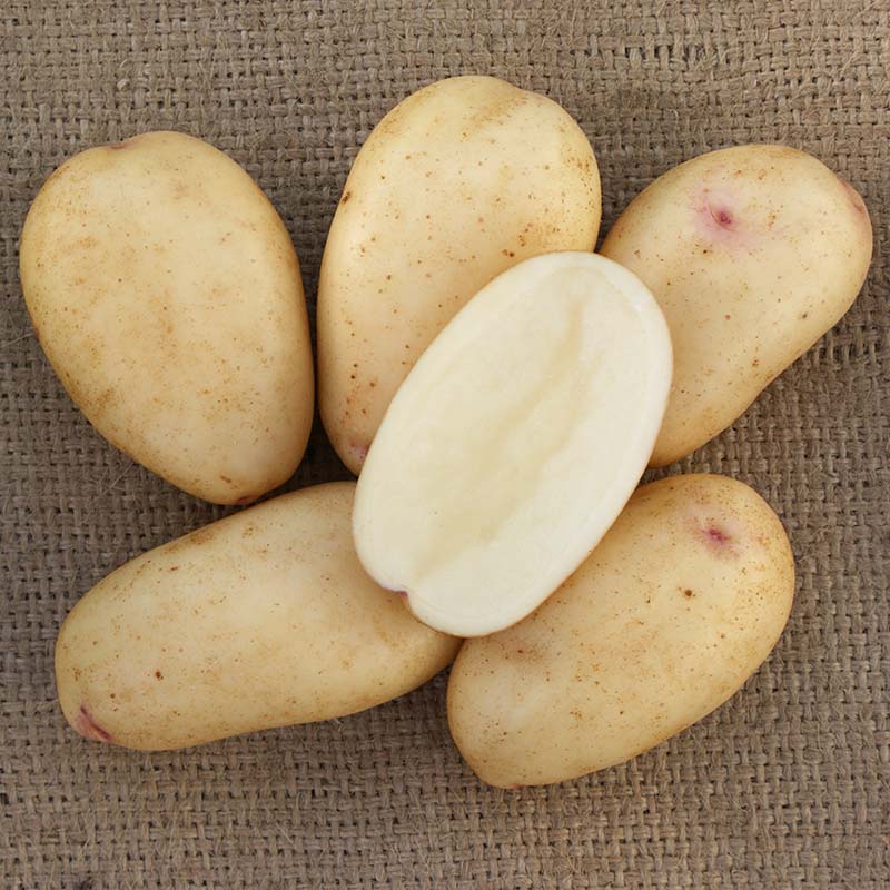 ��100%�ݥ���ȥХå� ����ȥ꡼������2/25�ޤǡ�3kg ��� �Ϥ뤫 ���� ���㤬���� PVP ���㥬���� ������ ��S DZ (�������жػ� ��Ͽ�ʼ�̾:�Ϥ뤫 ���ӿ建���ʼ���Ͽ:��17576��)