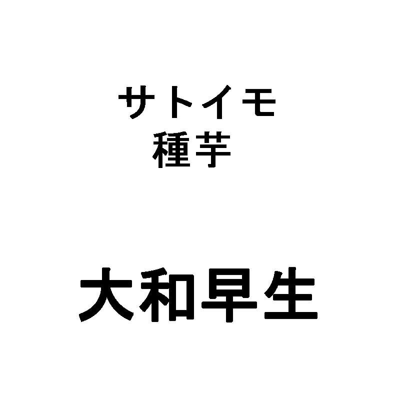 【1kg】 大和早生 やまとわせ Mサイズ 里芋 種芋 栽培用 米S【代引不可】