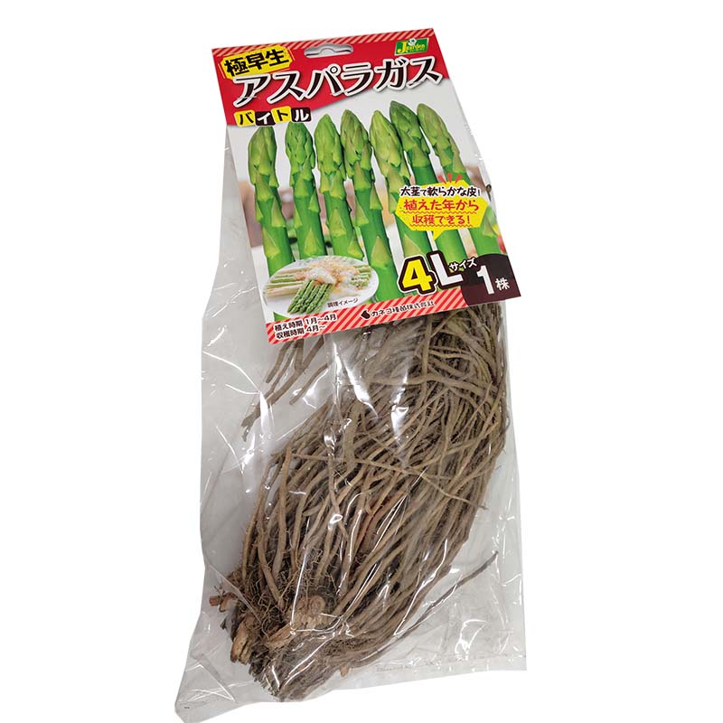 1株 バイトル アスパラガス苗 4Lサイズ 栽培用 カネコ種苗 DZ (登録品種名:バイトル)