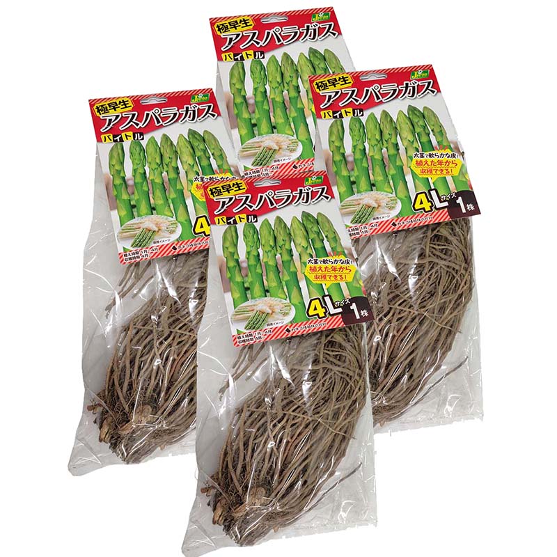 4株 バイトル アスパラガス苗 4Lサイズ 栽培用 カネコ種苗 DZ (登録品種名:バイトル)